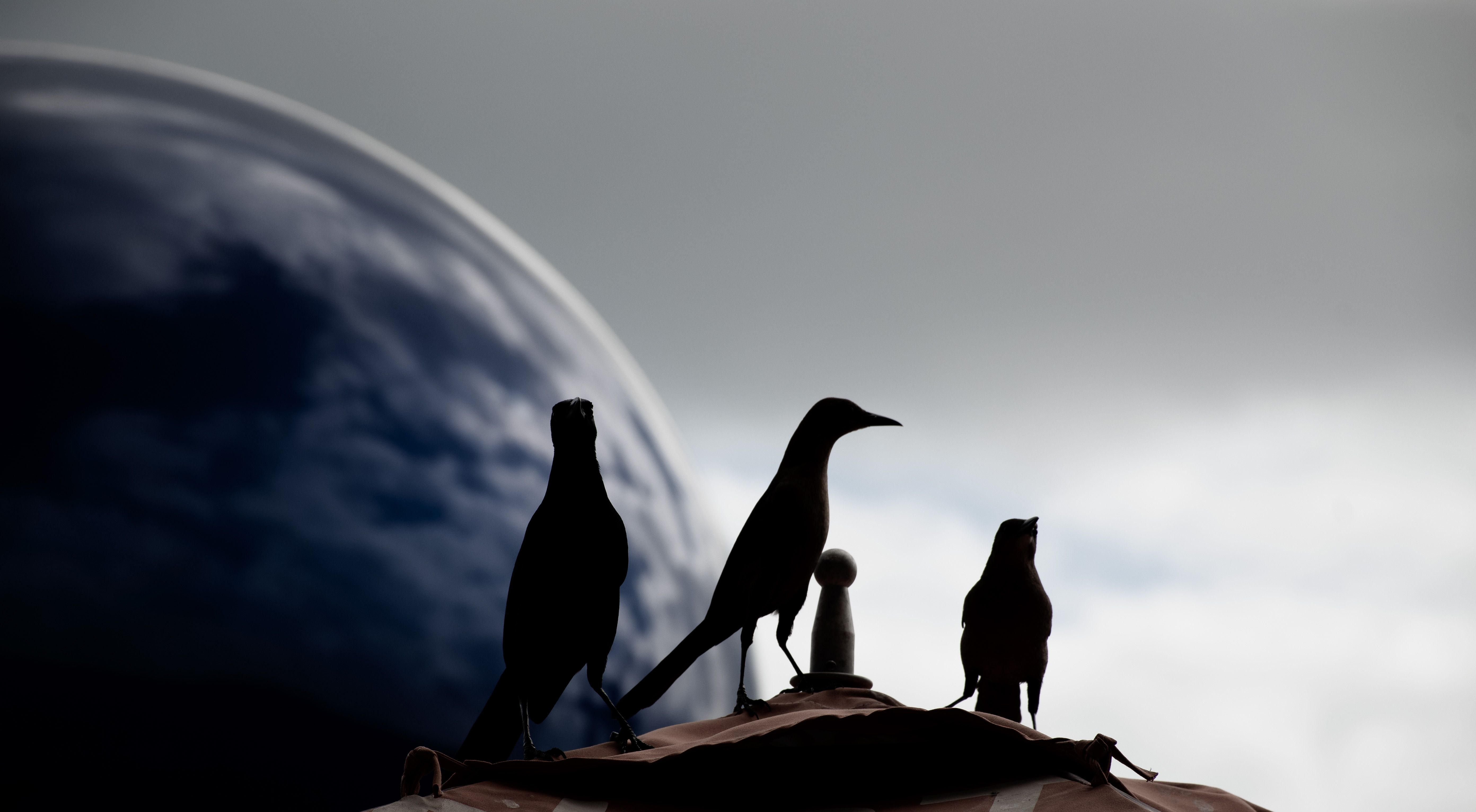 Siluetas de aves volando contra un cielo claro